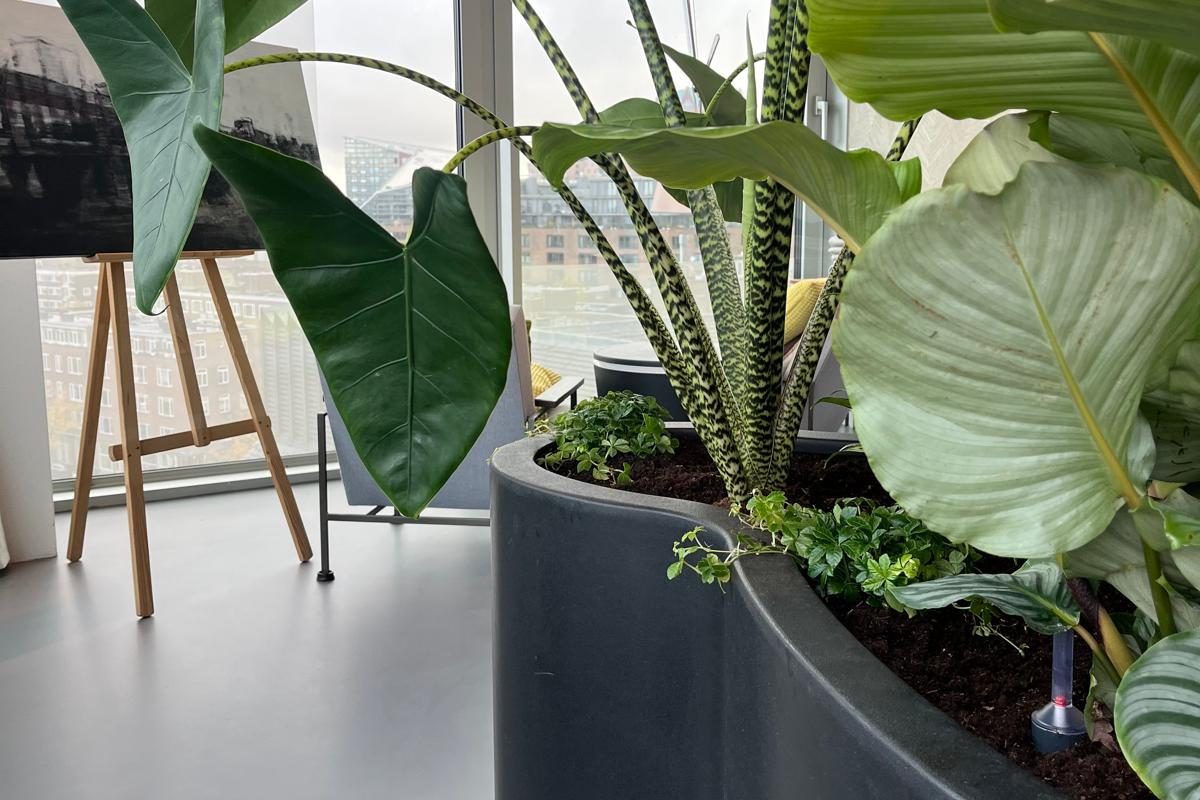 Binnenplanten in een zwarte designplantenbak