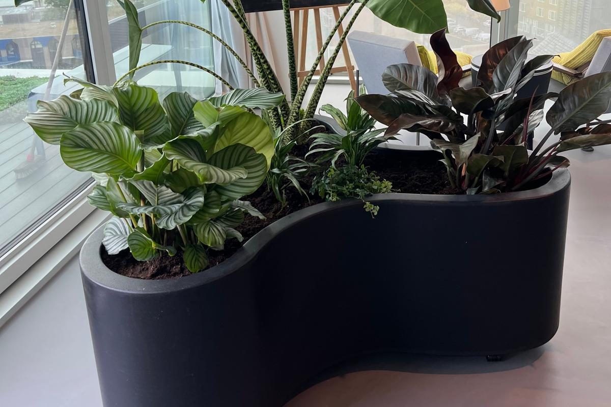 Golvende zwarte plantenbak met binnenplanten bij een raam